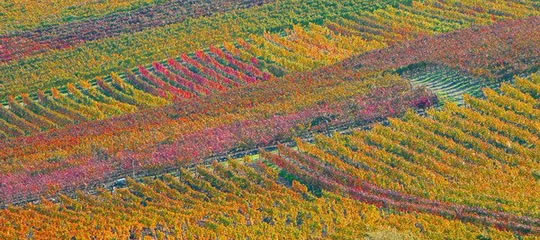 foto wijngaarden in Oktober